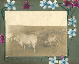 Reprodutores zebus da fazenda da União