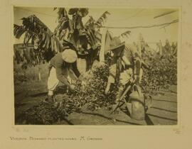 Viveiros, podando plantas novas, Mato Grosso