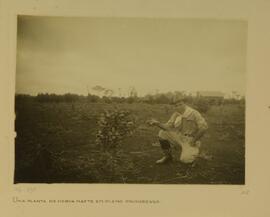 Uma planta de erva-mate em pleno progresso