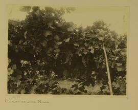 Cultura de uvas, Minas
