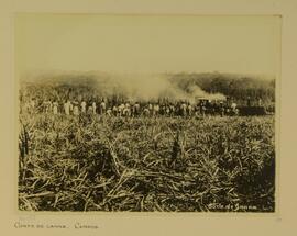 Corte de cana, Campos