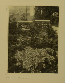 Bicho de Seda, sericultura