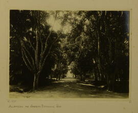 Alameda no Jardim Botânico, Rio