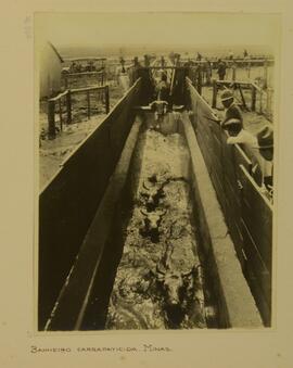 Banheira carrapaticida, Minas