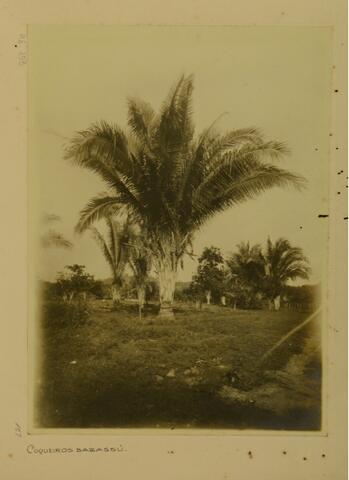 Open original objeto digital