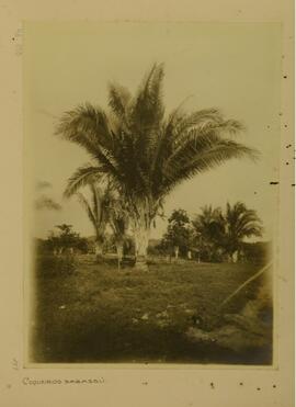 Coqueiros Babaçu