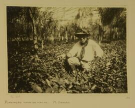 Plantação nova de mate