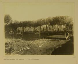 Sementeiras de mate, Mato Grosso