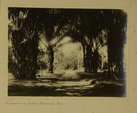 Paisagem no Jardim Botânico, Rio