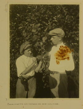 Erva-mate em estado de ser colhida