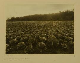 Cultura de repolho, Minas