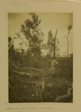 Árvore de mate nova, Mato Grosso