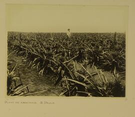 Plantação de abacaxis, São Paulo