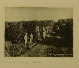 Fazenda Guatapará, colheita de café, São Paulo