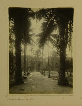 Jardim Botânico, Rio