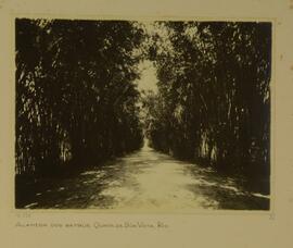 Alameda dos Bambus, Quinta da Boa Vista, Rio